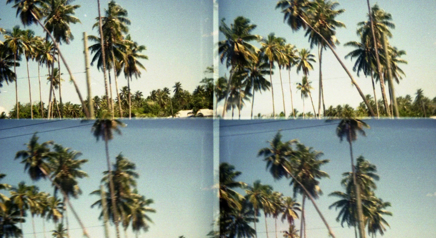 coconut trees, lomo 4 lens.