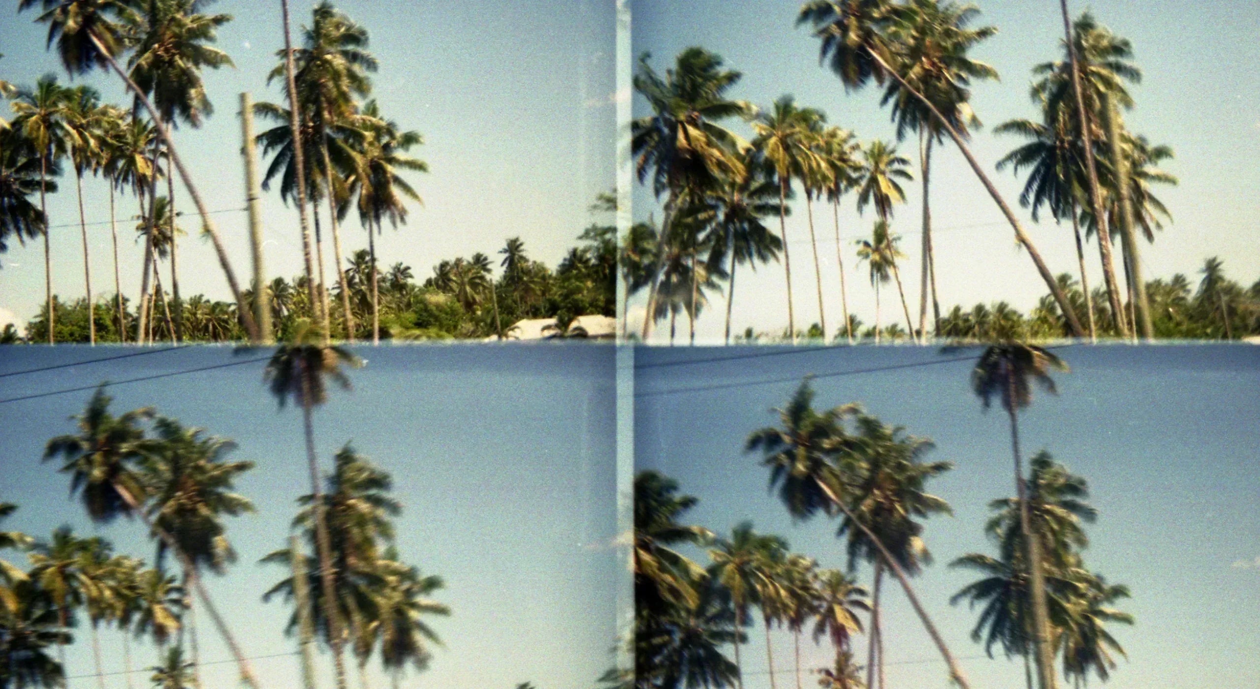 coconut trees, lomo 4 lens.
